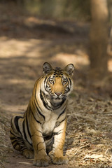 Tiger sitzt auf dem Fahrweg
