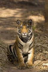 Tiger sitzt auf dem Fahrweg