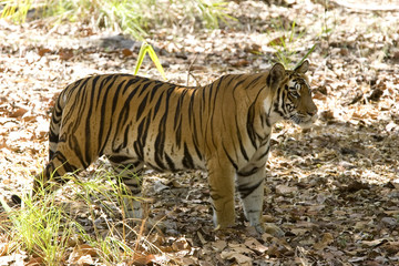 Tiger beobachtet die Beute