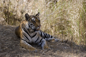 Fototapeta na wymiar Tiger liegt im Schatten