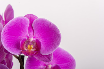 Orchidee auf weiß