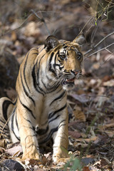 Tiger beobachtet die Beute