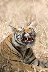 Tiger ist am Flehmen