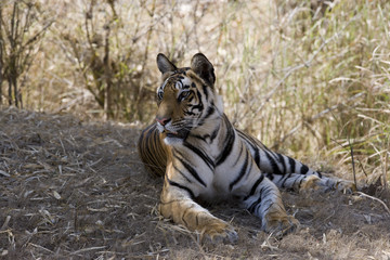 Tiger liegt im Schatten