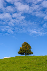 Fototapeta na wymiar alleinstehender Baum auf dem Berg