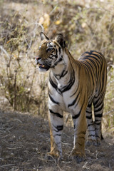 Tiger beobachtet die Beute