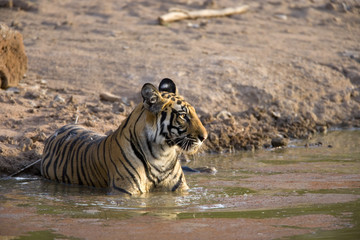 Tiger kuehlt sich in einem Wasserloch ab