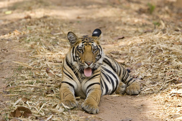 Tiger am Gaehnen