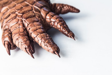 Hand of a monster with claws. The dried claw of a crocodile. Macro.