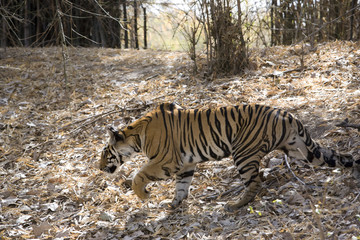 Tiger pirscht sich an die Beute an