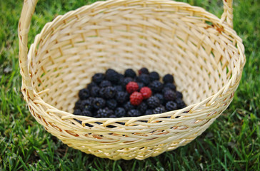 Fototapeta na wymiar Blackberries in a basket
