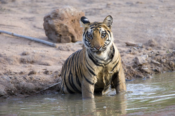 Fototapeta na wymiar Tiger verlaesst das Wasserloch