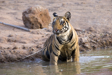 Tiger verlaesst das Wasserloch