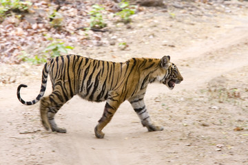 Tiger kreuzt den Fahrweg