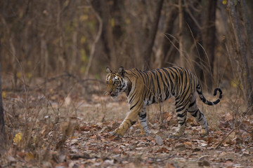 Tiger durchstreift den Wald