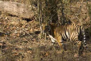 Tiger beobachtet die Artgenossen