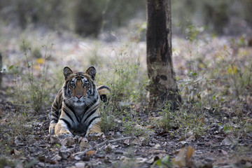 Fototapeta na wymiar Junger Tiger beobachtet die Beute