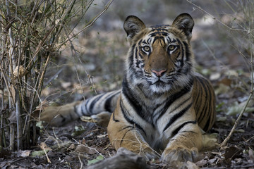 Junger Tiger liegt im Dschungel