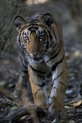 Junger Tiger durchstreift den Dschungel