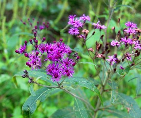 The small purple wildflowers in the field on a close up view.