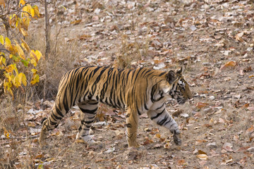Tiger laeuft durch den Dschungel