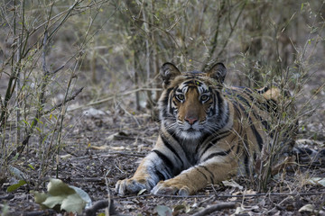 Junger Tiger liegt im Dschungel
