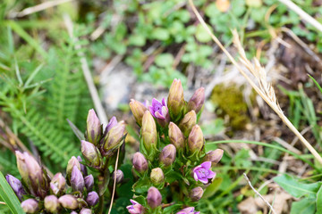 Alpine flowers