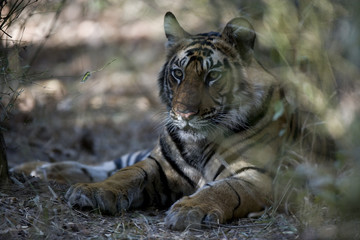 Junger Tiger liegt im Dschungel