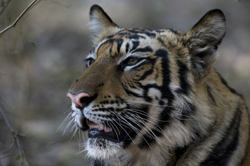Tiger beobachtet die Beute