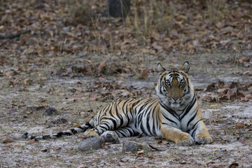 Tiger liegt auf dem Waldboden