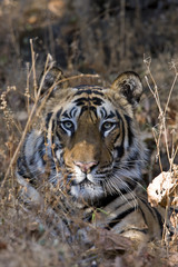 Fototapeta na wymiar Tiger Portraet