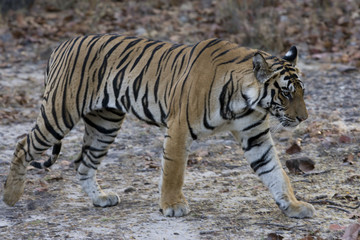 Fototapeta na wymiar Tiger durchstreift den Wald