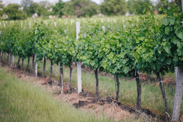 Fototapeta na wymiar Closeup of a summer vineyard at daylight