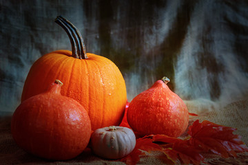 Variuos pumpkins on rustic background