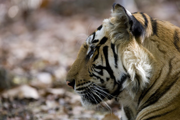 Tiger beobachtet die Umgebung