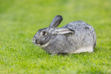 Rabbit. Cute rabbit bunny on the lawn in the garden