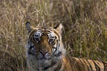 Fototapeta na wymiar Tiger liegt im hohen Gras