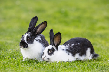 Rabbit. Cute rabbit bunny on the lawn in the garden