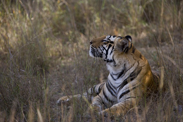Naklejka premium Tiger liegt im hohen Gras