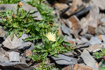 Alpine flowers