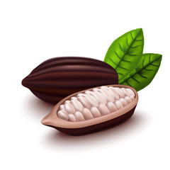 Realistic 3d Cocoa Beans Set. Vector