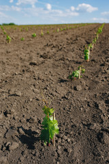 Young grape seedling in a spring ground