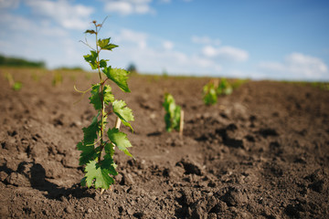 Young grape seedling in a spring ground - 175055572