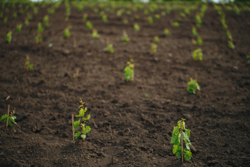 Young grape seedling in a spring ground