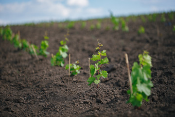 Young grape seedling in a spring ground - 175055576