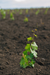 Young grape seedling in a spring ground