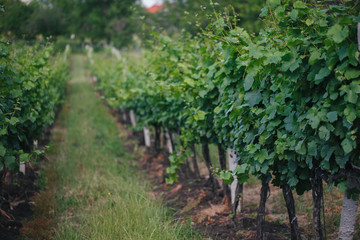 Fototapeta na wymiar Closeup of a summer vineyard at daylight