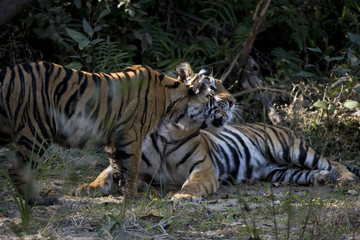 Fototapeta na wymiar Junger Tiger kuschelt mit der Mutter