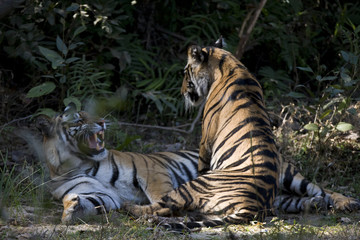 Tiger spielen miteinander
