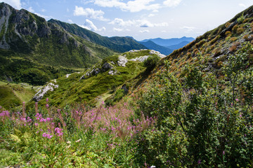 Fototapeta premium Alpine flowers
